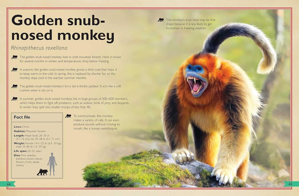 Image shows a golden snub-nosed monkey from Magnificent Books non-fiction series for review.